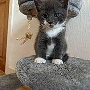 Loki joined the competition — help win amazing prizes! kitten, cat, gray_cat, white_paws, blue_eyes, cat_tree, indoor, feline, pet, cute, young_cat, plush, scratching_post, wooden_door, curious, sitting, fur, animal, domestic_cat, cozy