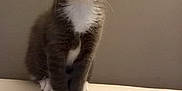 Loki is registered to the contest to win money with this photo: animal, cat, couch, curious, cute, domestic_cat, ears, fur, furniture, gray_cat, indoor, kitten, neutral_background, pet, portrait, sitting, whiskers, white_chest, white_paws, young_cat
