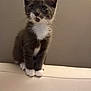 Loki is registered to the contest to win money with this photo: kitten, cat, gray_cat, white_paws, white_chest, sitting, indoor, furniture, couch, pet, animal, curious, ears, whiskers, fur, young_cat, domestic_cat, cute, portrait, neutral_background