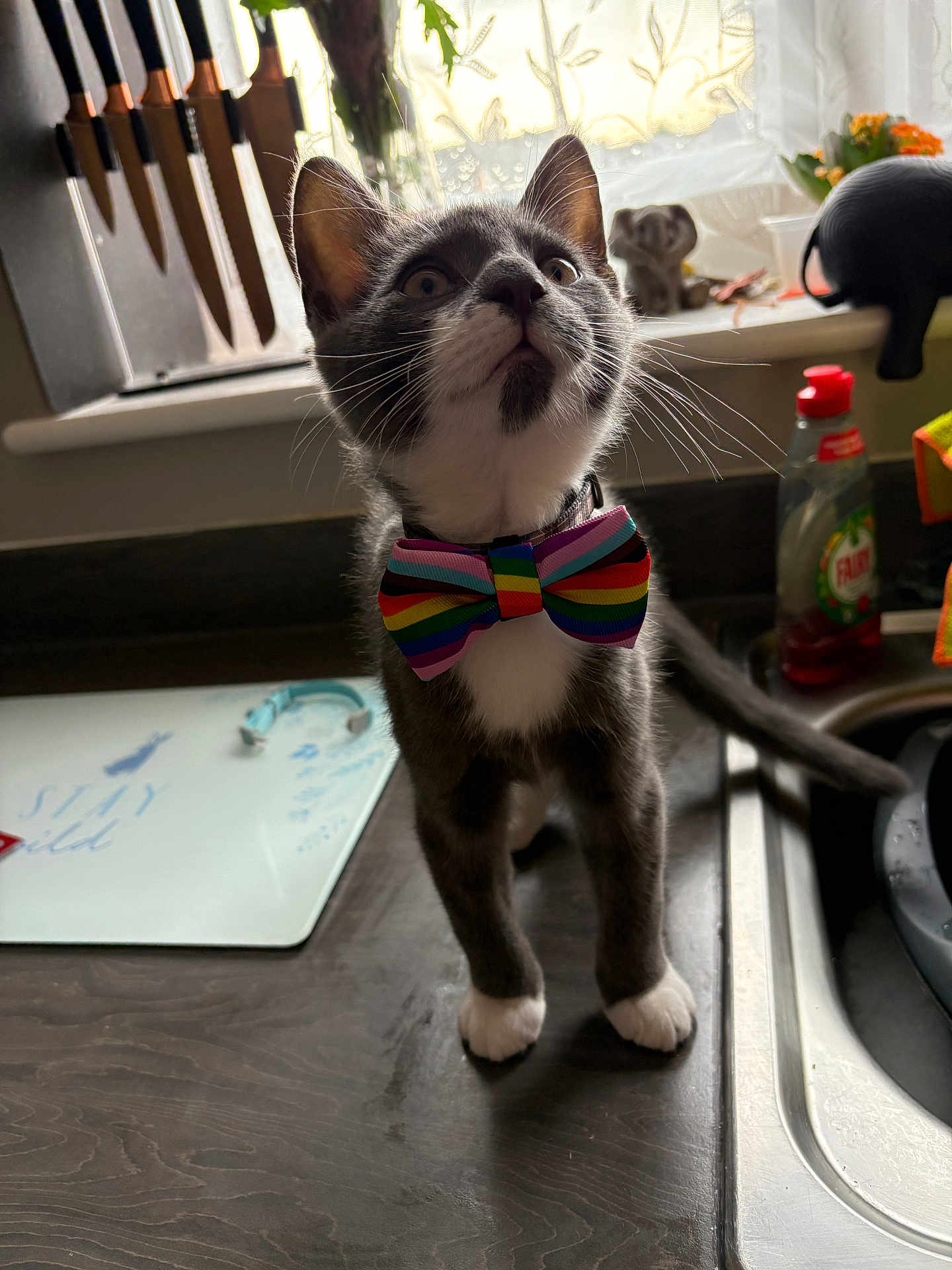 Loki joined the competition — help win amazing prizes! cat, kitten, bow_tie, rainbow, kitchen, counter, window, curtains, knife_block, domestic, pet, whiskers, gray, white, curious, indoor, sink, cleaning_liquid, household, closeup