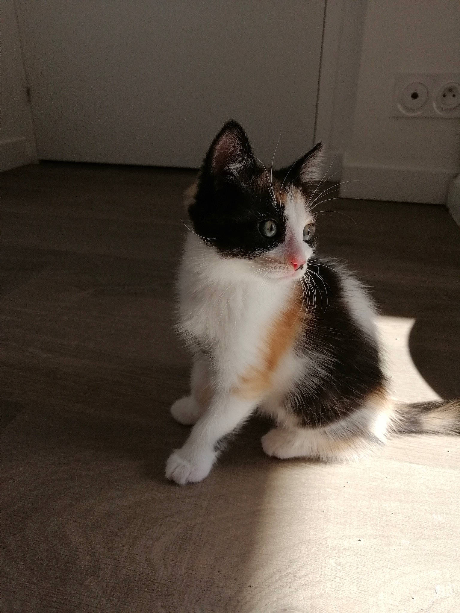 Milka a rejoint le concours — aidez-le/la à gagner de superbes lots ! aegean_cat, black_and_white, carnivore, cat, domestic_short_haired_cat, ear, european_shorthair, felidae, floor, flooring, fur, kitten, mammal, polydactyl_cat, small_to_medium_sized_cats, snout, tail, whiskers