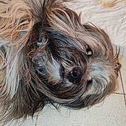 Hollisnow a rejoint le concours — aidez-le/la à gagner de superbes lots ! dog, pet, shaggy, fur, indoor, floor, tile, laying_down, animal, close_up, cute, muzzle, whiskers, nose, eyes, brown, gray, black, relaxed, companion