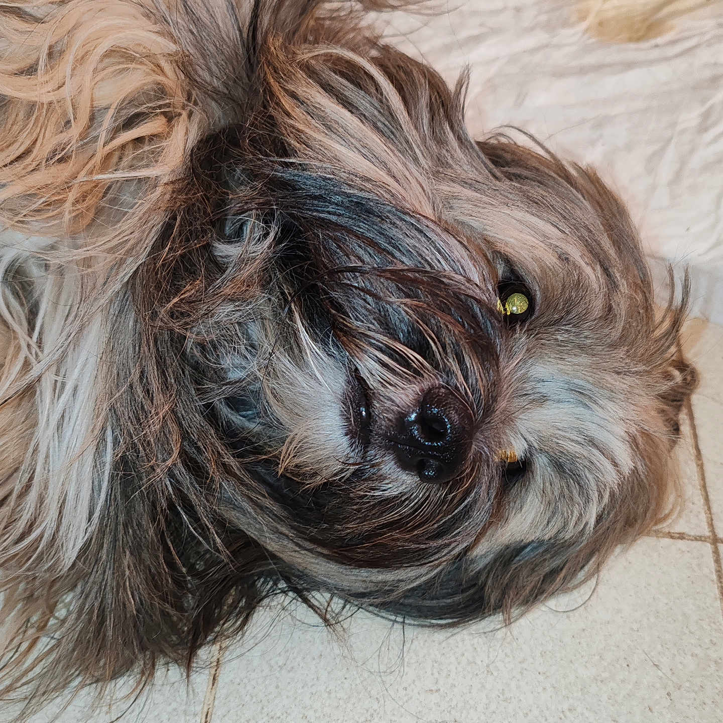 Hollisnow a rejoint le concours — aidez-le/la à gagner de superbes lots ! animal, black, brown, close_up, companion, cute, dog, eyes, floor, fur, gray, indoor, laying_down, muzzle, nose, pet, relaxed, shaggy, tile, whiskers