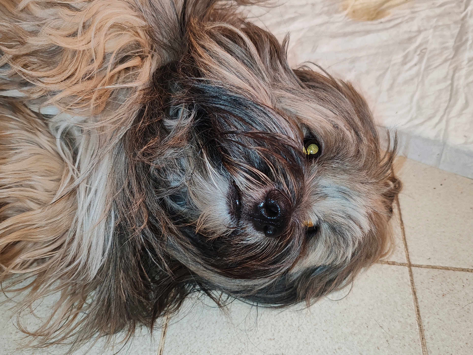 Hollisnow a rejoint le concours — aidez-le/la à gagner de superbes lots ! dog, pet, shaggy, fur, indoor, floor, tile, laying_down, animal, close_up, cute, muzzle, whiskers, nose, eyes, brown, gray, black, relaxed, companion