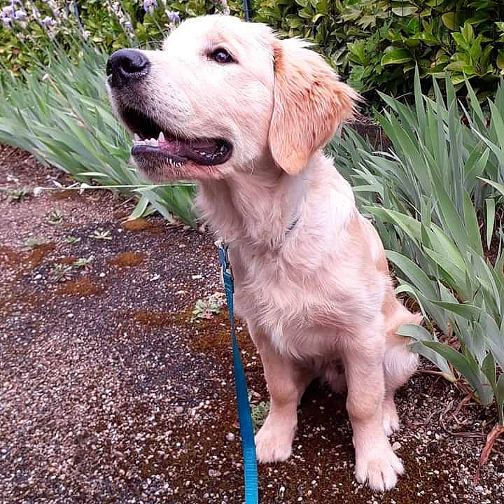 Pudding participe au concours pour gagner de l'argent avec cette photo : canidae, carnivore, companion_dog, dog, dog_breed, fawn, golden_retriever, grass, labrador_retriever, mammal, puppy, retriever, sporting_group, vertebrate