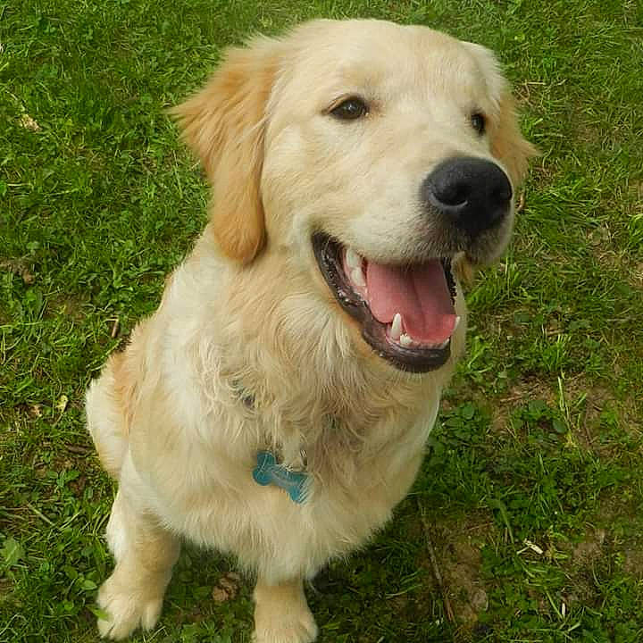 Pudding participe au concours pour gagner de l'argent avec cette photo : ancient_dog_breeds, canidae, carnivore, companion_dog, dog, dog_breed, fawn, flat_coated_retriever, golden_retriever, grass, labrador_retriever, mammal, retriever, small_greek_domestic_dog, sporting_group, vertebrate