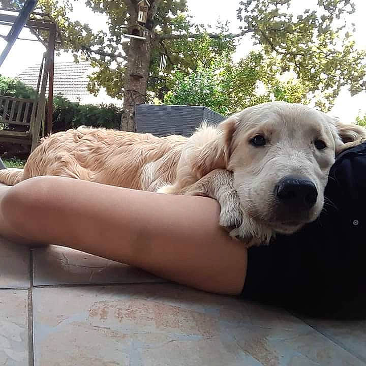 Pudding participe au concours pour gagner de l'argent avec cette photo : canidae, carnivore, companion_dog, dog, dog_breed, fawn, golden_retriever, mammal, retriever, sporting_group, vertebrate