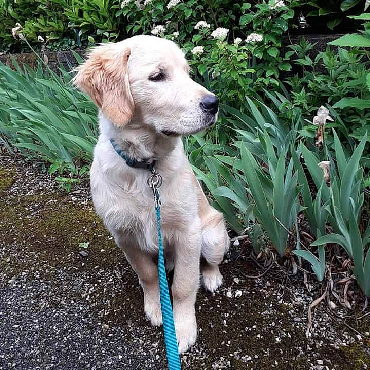 Pudding participe au concours pour gagner de l'argent avec cette photo : canidae, carnivore, companion_dog, dog, dog_breed, fawn, golden_retriever, grass, hunting_dog, labrador_retriever, mammal, plant, puppy, retriever, sporting_group, tail, vertebrate