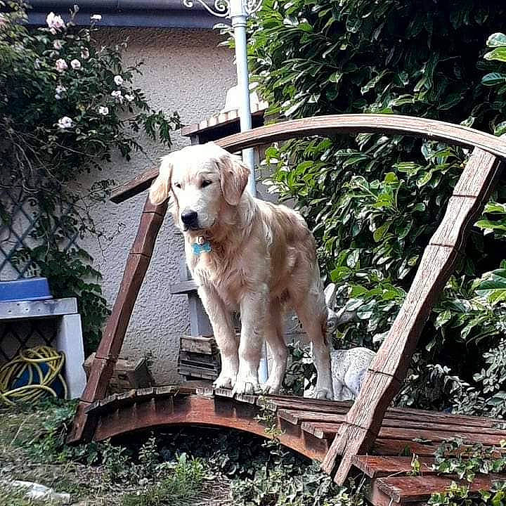 Pudding a rejoint le concours — aidez-le/la à gagner de superbes lots ! canidae, carnivore, companion_dog, dog, dog_breed, fawn, golden_retriever, labrador_retriever, mammal, retriever, sporting_group, vertebrate