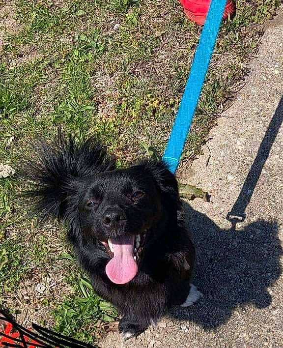 Chuy is registered to the contest to win money with this photo: canidae, carnivore, collar, companion_dog, dog, dog_breed, dog_collar, dog_supply, fur, grass, leash, pet_supply, road_surface, snout, soil, sporting_group, tail, terrier, water_dog, working_animal