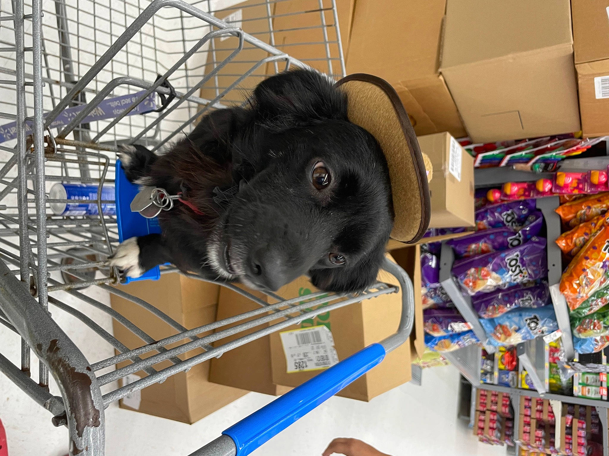 Chuy is registered to the contest to win money with this photo: automotive_tire, box, carton, dog_breed, fur, guard_dog, machine, metal, plastic, product, retail, sculpture, shelf, shelving, shipping_box, snout, stuffed_toy, toy, whiskers, working_animal