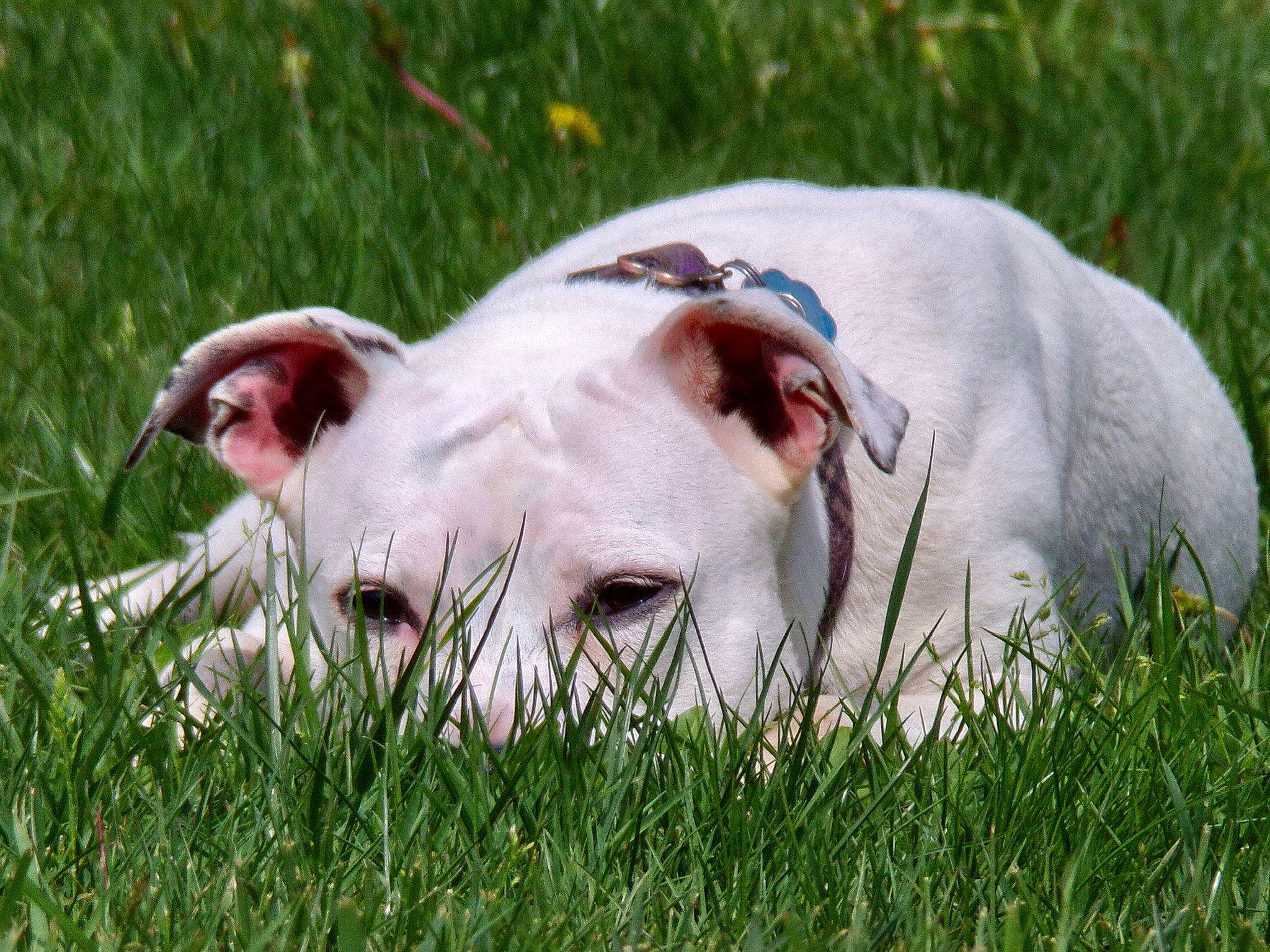 Bella joined the competition — help win amazing prizes! canidae, close_up, companion_dog, dog_breed, fawn, field, grass, grassland, grazing, herbaceous_plant, landscape, livestock, meadow, pasture, plant, prairie, snout, sporting_group, terrestrial_animal, working_animal