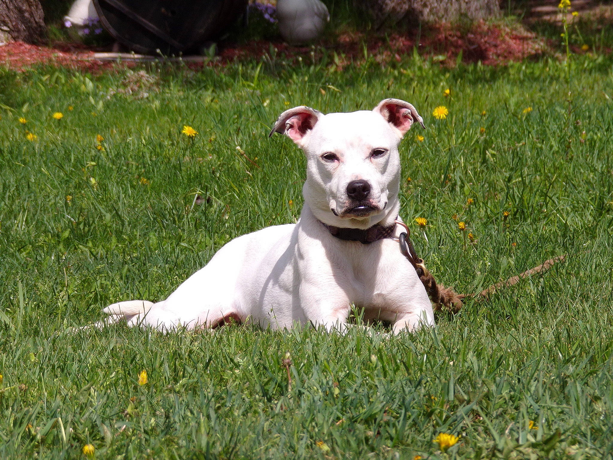 Bella joined the competition — help win amazing prizes! canidae, carnivore, collar, companion_dog, dog, dog_breed, dog_collar, dogo_guatemalteco, fawn, grass, grassland, lawn, plant, snout, sporting_group, tail, terrestrial_animal, terrier, whiskers, working_animal