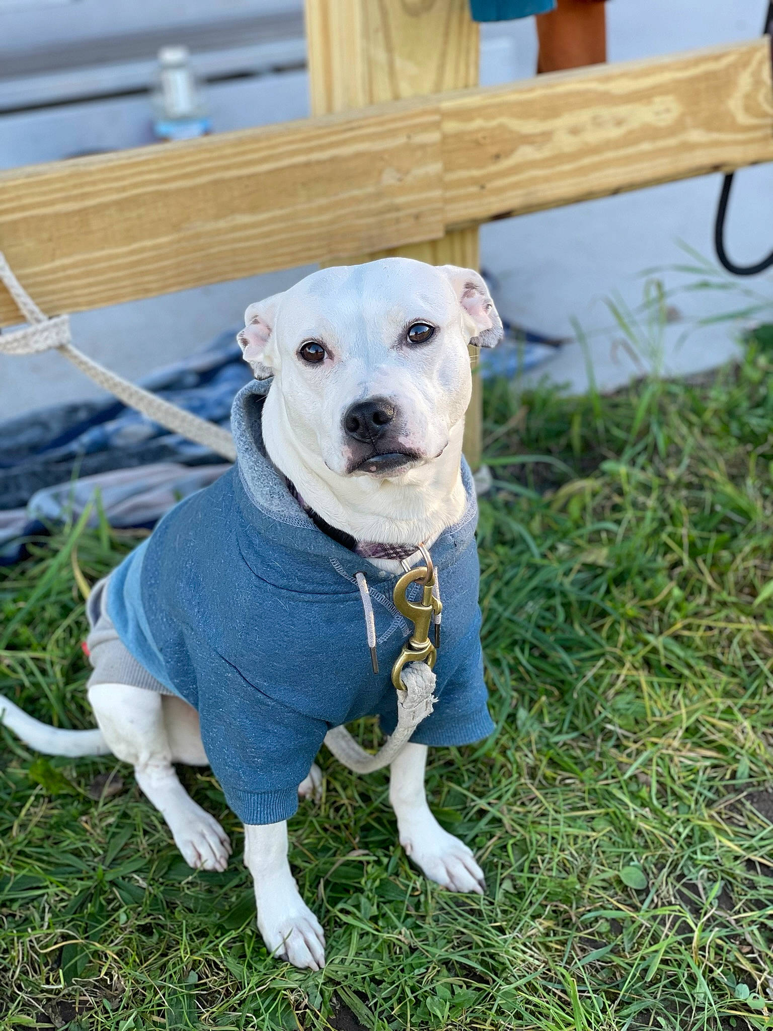Bella joined the competition — help win amazing prizes! carnivore, chair, collar, companion_dog, dog, dog_breed, dog_clothes, dog_collar, dog_supply, electric_blue, fawn, fence, grass, pet_supply, plant, snout, sporting_group, tail, wood, working_animal