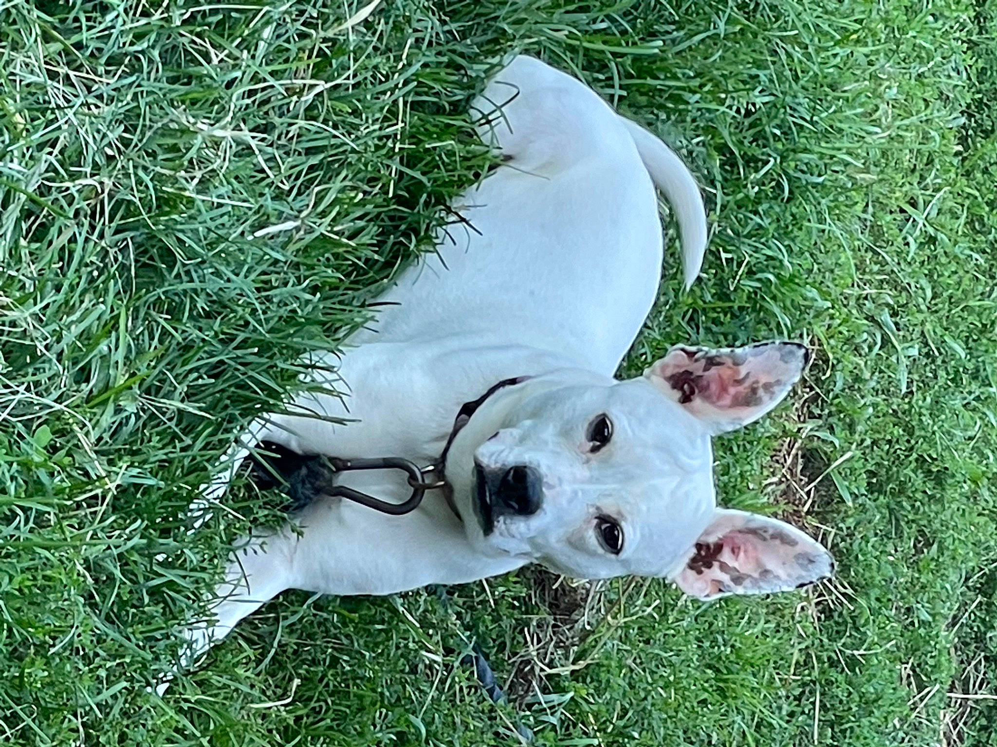 Bella joined the competition — help win amazing prizes! canidae, carnivore, collar, companion_dog, dog, dog_breed, fawn, grass, grassland, groundcover, non_sporting_group, plant, snout, sporting_group, tail, terrestrial_animal, working_animal