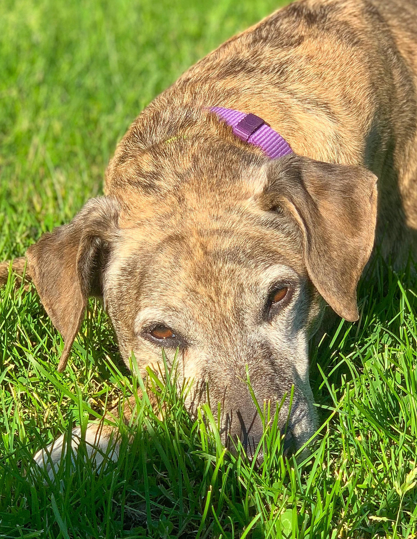 Camille joined the competition — help win amazing prizes! canidae, carnivore, cimarron_uruguayo, dog, dog_breed, fawn, grass, mammal, mountain_cur, plant, plott_hound, snout, sporting_group, vertebrate