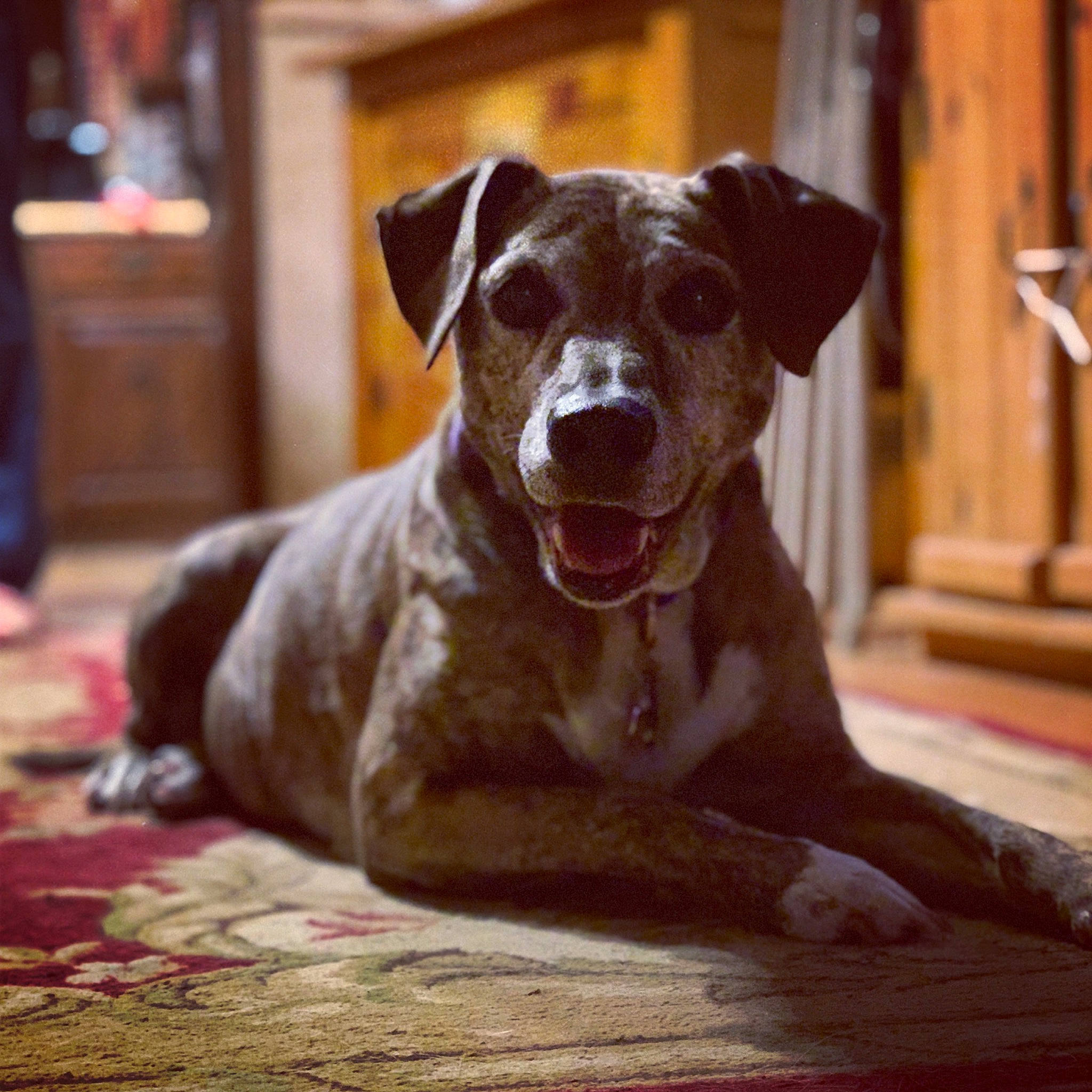 Camille joined the competition — help win amazing prizes! canidae, carnivore, companion_dog, dog, dog_breed, ear, fawn, great_dane, mammal, non_sporting_group, rare_breed_dog, snout, sporting_group, vertebrate, whiskers