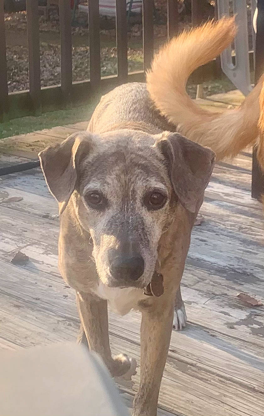 Camille is registered to the contest to win money with this photo: canidae, carnivore, companion_dog, dog, dog_breed, dog_collar, fawn, flooring, fur, guard_dog, non_sporting_group, snout, street_dog, terrestrial_animal, whiskers, wood, working_animal, working_dog