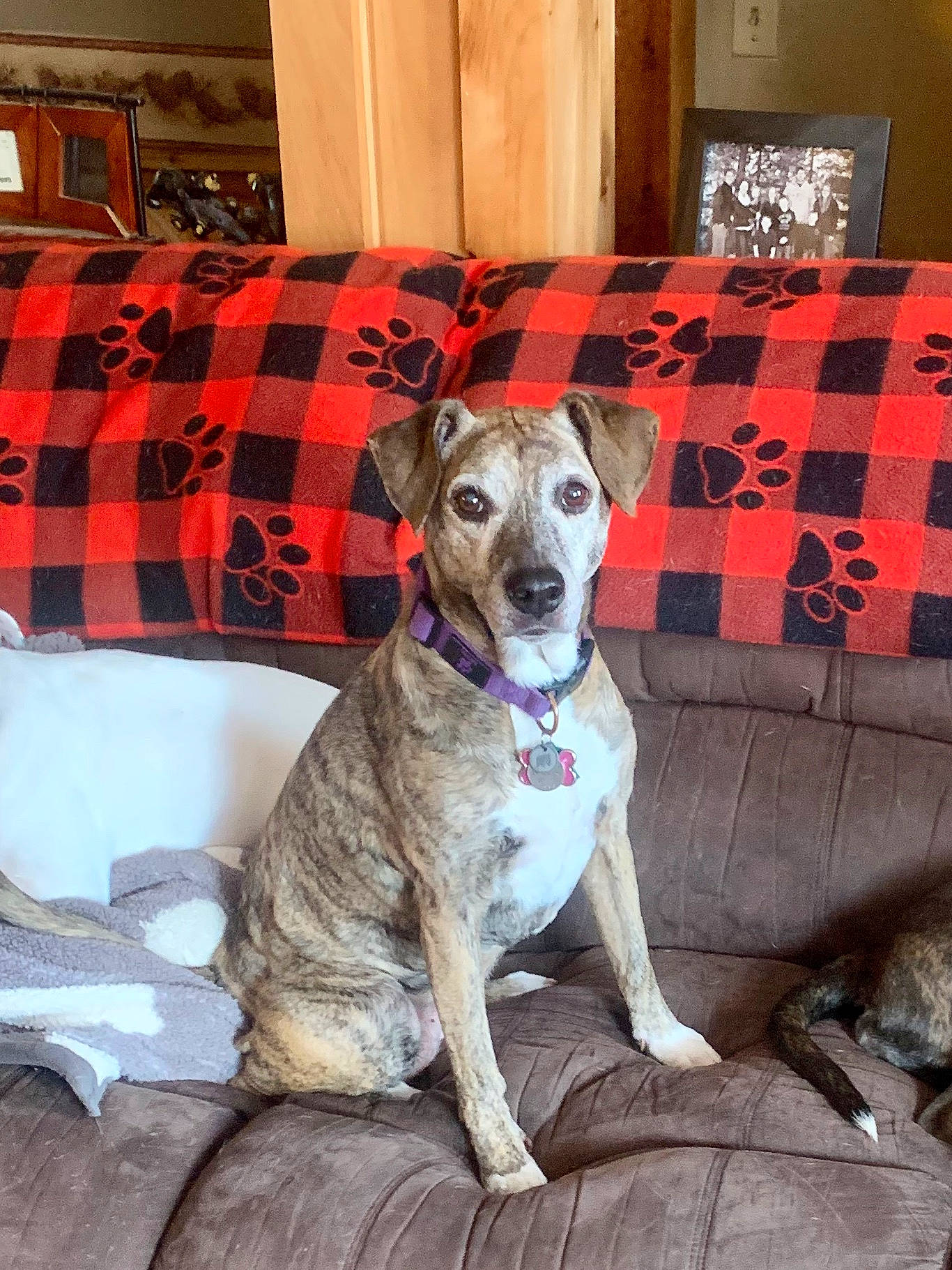Camille is registered to the contest to win money with this photo: canidae, carnivore, catahoula_bulldog, companion_dog, dog, dog_breed, fawn, feist, mammal, mountain_cur, rare_breed_dog, sporting_group, vertebrate