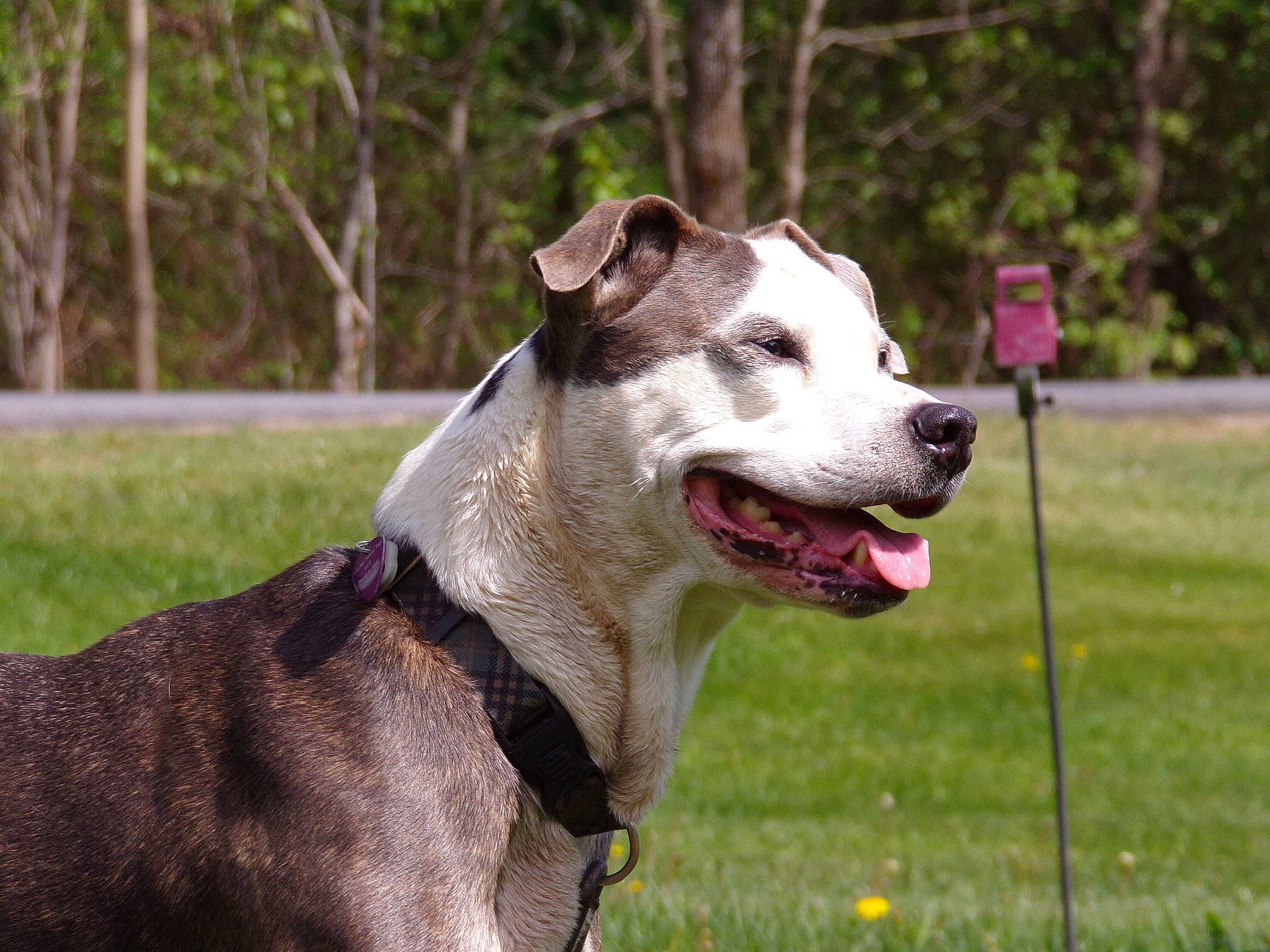 Panda joined the competition — help win amazing prizes! canidae, carnivore, collar, companion_dog, dog, dog_breed, dog_collar, dog_supply, fashion_accessory, fawn, grass, leash, pet_supply, plant, smile, snout, sporting_group, tree, whiskers, working_animal