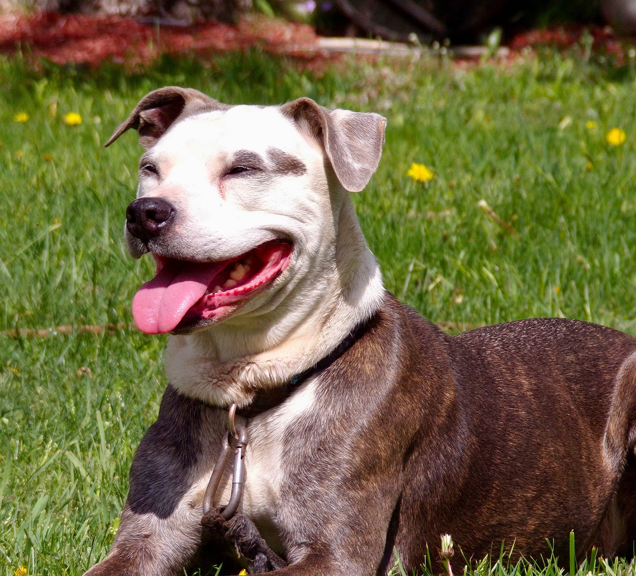 Panda is registered to the contest to win money with this photo: canidae, carnivore, collar, companion_dog, dog, dog_breed, dog_collar, dog_supply, fang, fawn, grass, leash, pet_supply, plant, snout, sporting_group, terrestrial_animal, whiskers, working_animal, working_dog