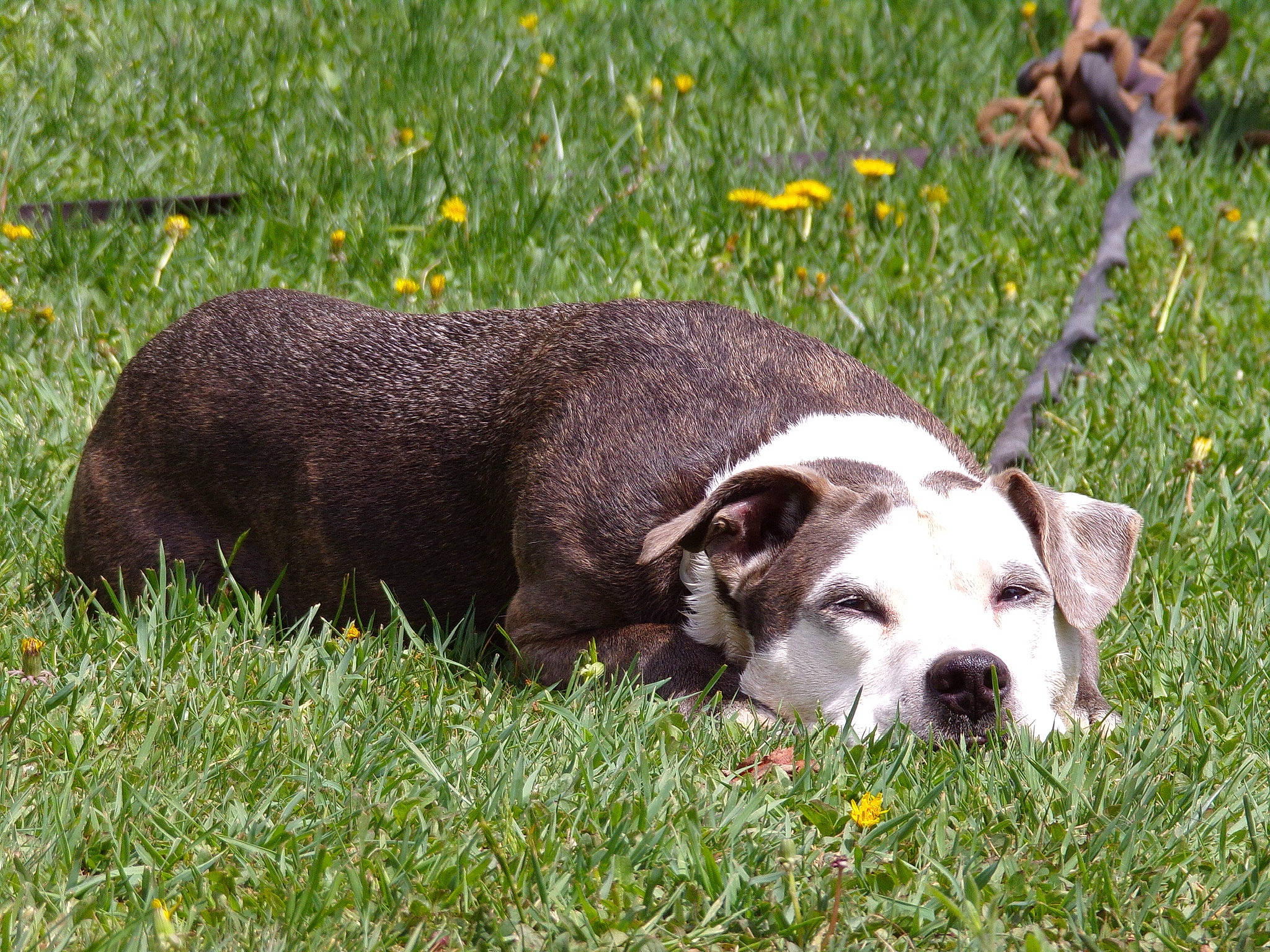 Panda is registered to the contest to win money with this photo: carnivore, collar, companion_dog, dog, dog_breed, dog_collar, flower, grass, grass_family, grassland, groundcover, plant, prairie, snout, sporting_group, terrestrial_animal, working_animal, working_dog