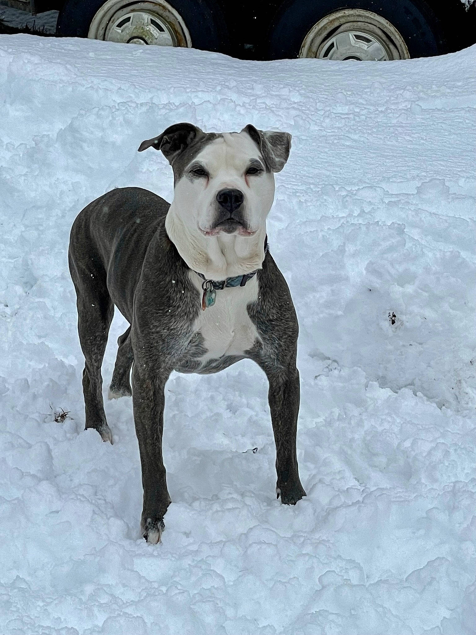 Panda joined the competition — help win amazing prizes! automotive_tire, carnivore, collar, companion_dog, dog, dog_breed, dog_collar, dog_supply, fawn, fender, freezing, hubcap, pet_supply, snout, snow, tire, tread, wheel, winter, working_animal