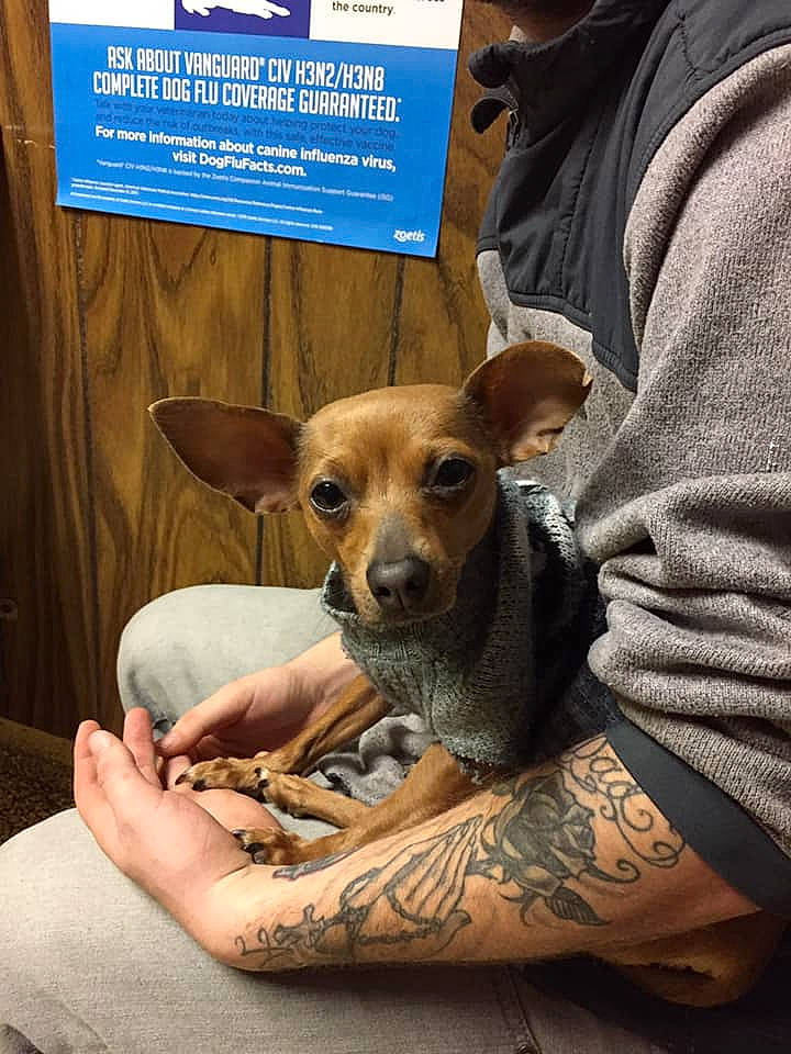 China is registered to the contest to win money with this photo: canidae, carnivore, companion_dog, dog, dog_breed, fawn, puppy, snout