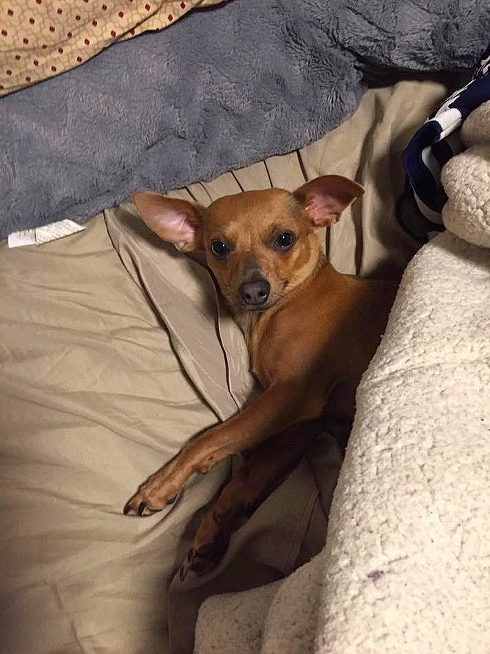 China is registered to the contest to win money with this photo: aspin, canidae, carnivore, companion_dog, dog, dog_breed, fawn, feist, lurcher, mammal, potcake_dog, snout, toy_dog, vertebrate