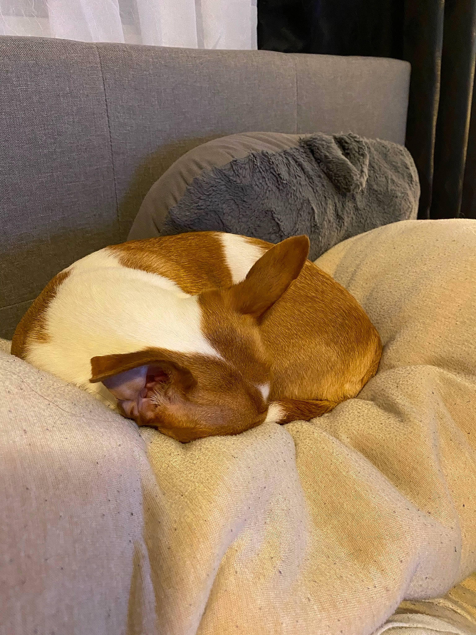 Kawaiia is registered to the contest to win money with this photo: bed, bed_sheet, bedroom, canidae, carnivore, comfort, fawn, furniture, nap, room