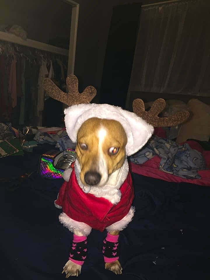 Kawaiia joined the competition — help win amazing prizes! basset_hound, beagle, brazilian_terrier, canidae, carnivore, companion_dog, dog, dog_breed, drever, ear, fawn, harrier, jack_russell_terrier, mammal, puppy, rare_breed_dog, russell_terrier, snout