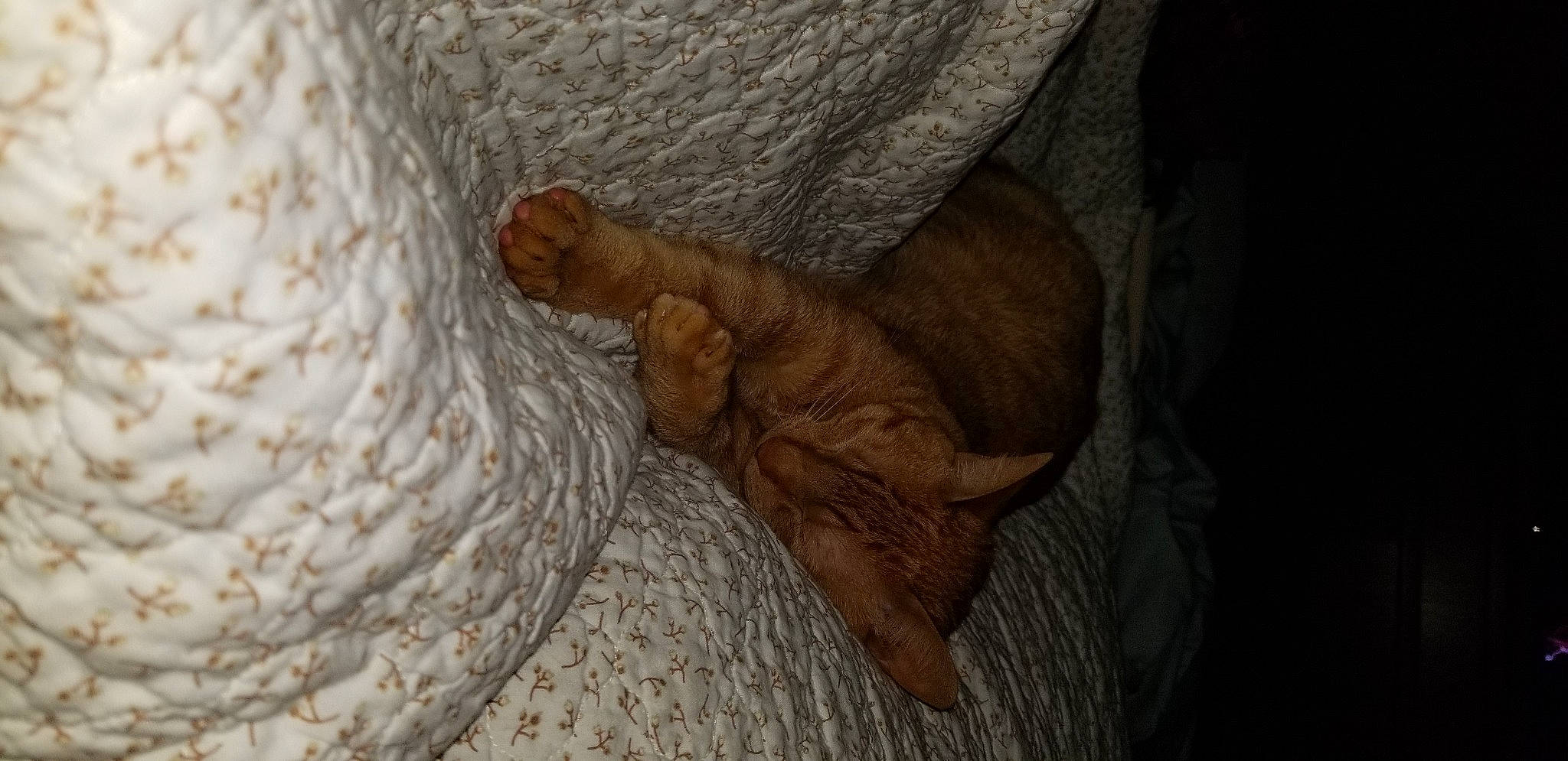 Mimi is registered to the contest to win money with this photo: canidae, carnivore, cat, fawn, felidae, sporting_group