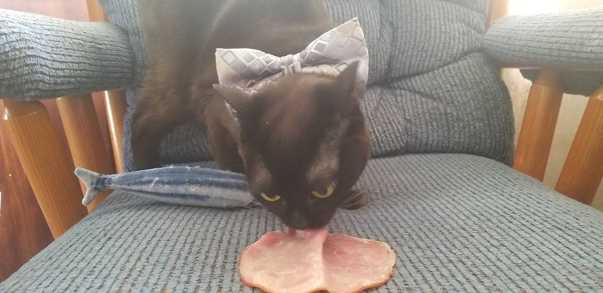 Jiji is registered to the contest to win money with this photo: burmese, canidae, carnivore, cat, chihuahua, dog_breed, ear, fawn, felidae, havana_brown, small_to_medium_sized_cats, snout