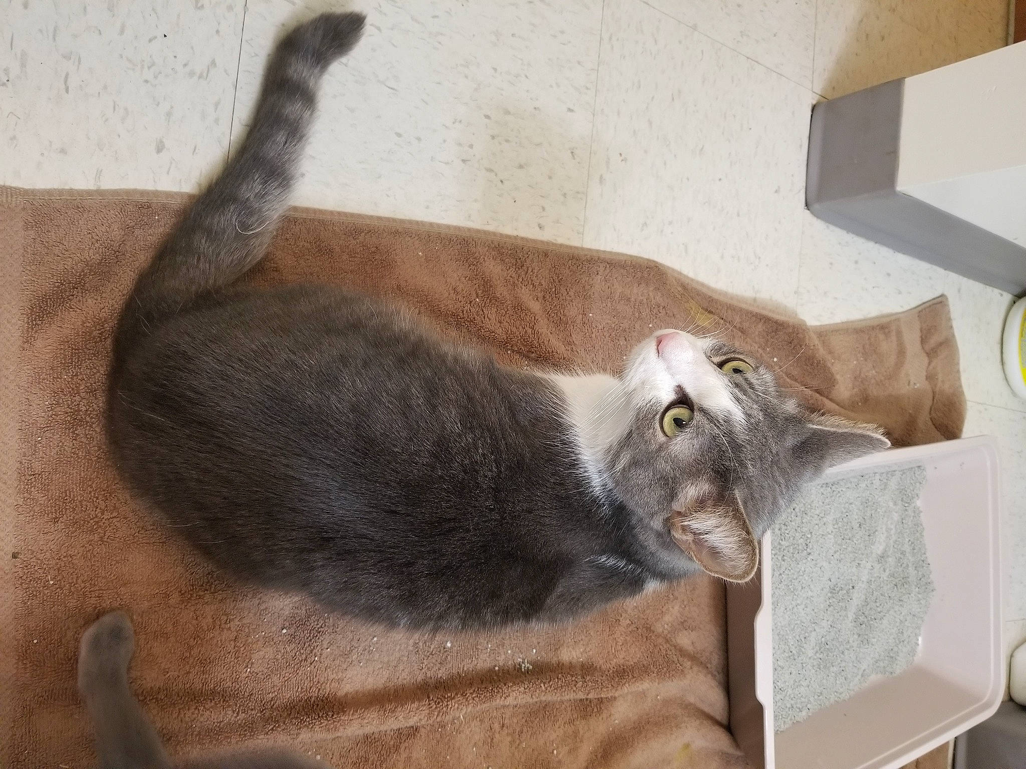 Champ is registered to the contest to win money with this photo: british_shorthair, carnivore, cat, domestic_short_haired_cat, european_shorthair, felidae, korat, russian_blue, small_to_medium_sized_cats, tail, whiskers