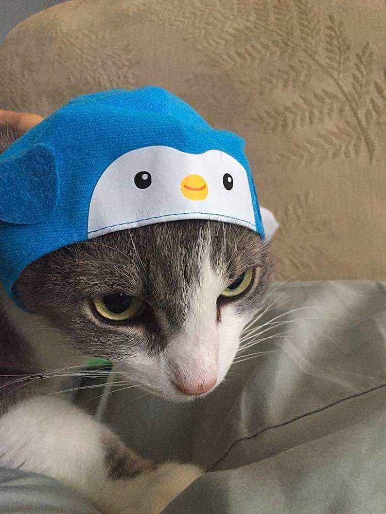 Champ is registered to the contest to win money with this photo: blue, carnivore, cat, costume_hat, fashion_accessory, felidae, hat, headgear, scottish_fold, small_to_medium_sized_cats, whiskers