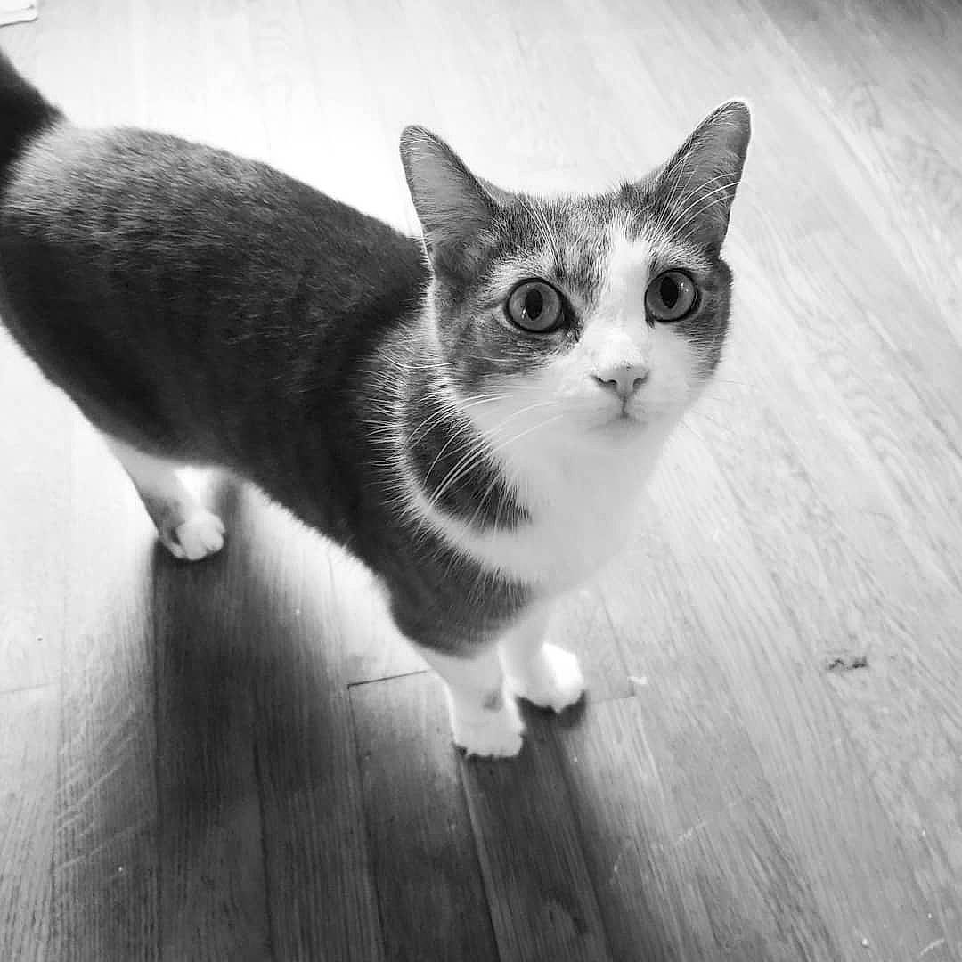 Champ is registered to the contest to win money with this photo: aegean_cat, american_wirehair, asian, black_and_white, carnivore, cat, domestic_short_haired_cat, european_shorthair, eye, felidae, kitten, mammal, monochrome, monochrome_photography, photography, small_to_medium_sized_cats, snout, tail, whiskers, white