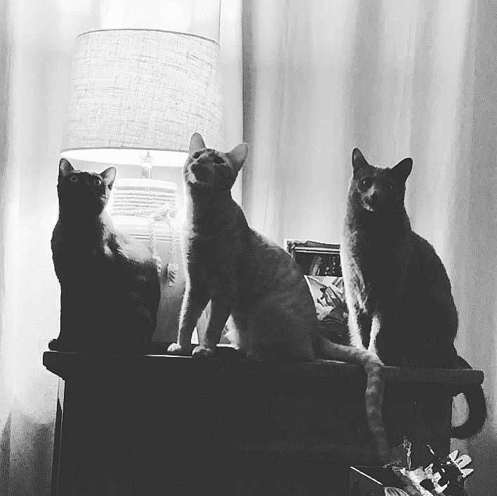 Udon joined the competition — help win amazing prizes! asian, black, black_and_white, black_cat, carnivore, cat, domestic_short_haired_cat, felidae, kitten, monochrome, monochrome_photography, shadow, small_to_medium_sized_cats, snapshot, style, tail, whiskers, white, window