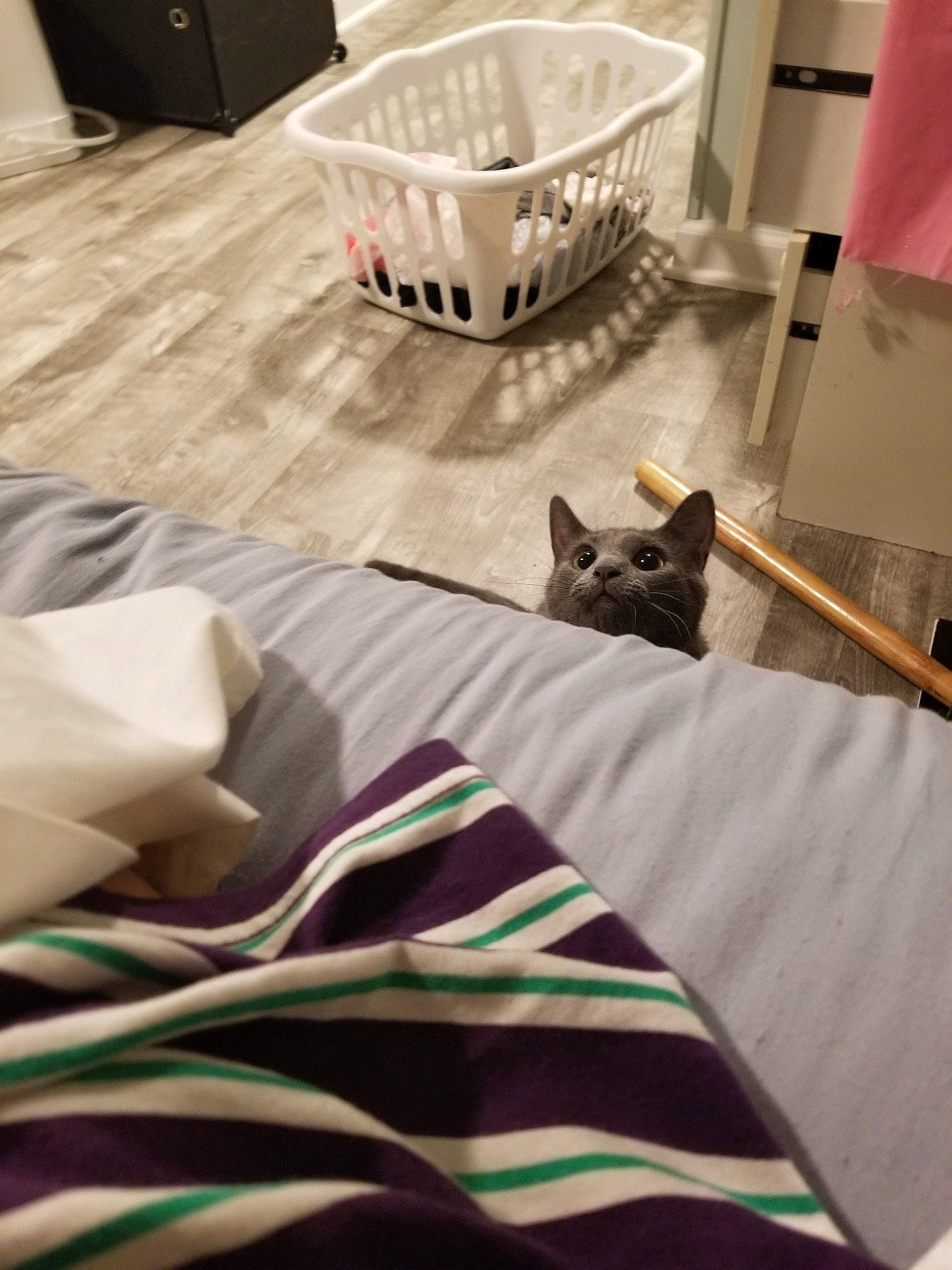 Udon is registered to the contest to win money with this photo: bed_sheet, cat, felidae, floor, furniture, interior_design, kitten, linens, room, small_to_medium_sized_cats, t_shirt, table, textile, whiskers