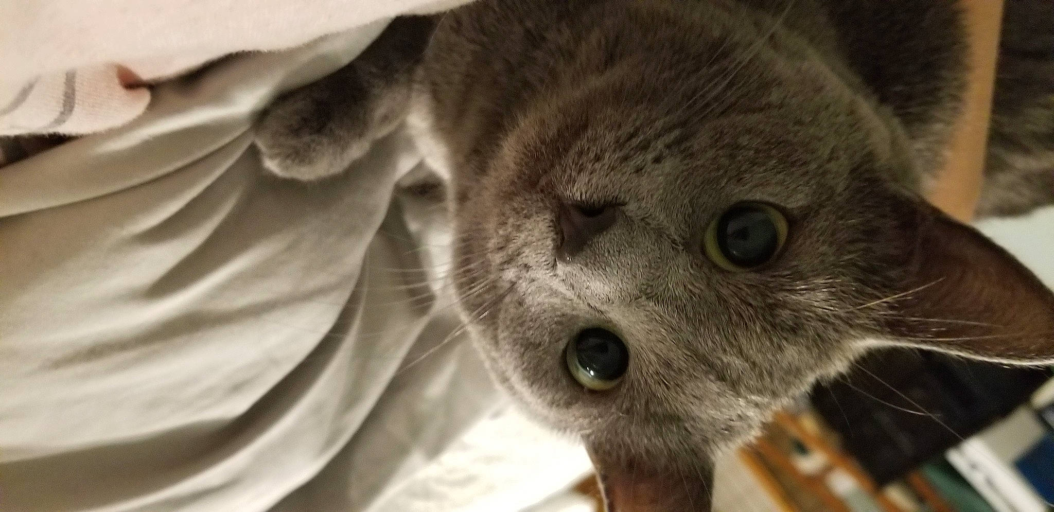 Udon joined the competition — help win amazing prizes! british_shorthair, burmese, carnivore, cat, chartreux, domestic_short_haired_cat, felidae, kitten, korat, mammal, nebelung, russian_blue, scottish_fold, singapura, small_to_medium_sized_cats, snout, whiskers
