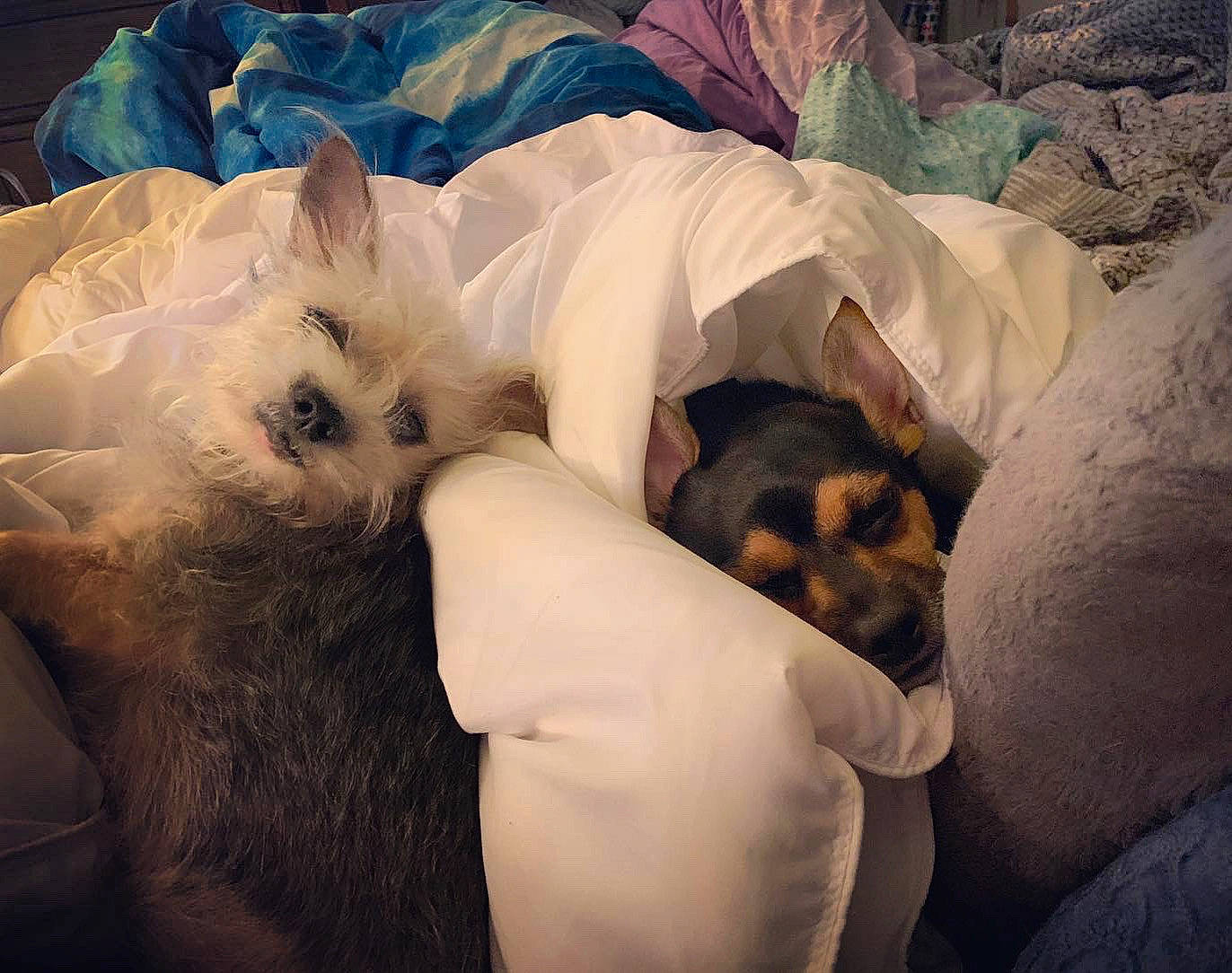 Poppi is registered to the contest to win money with this photo: canidae, carnivore, cloud, comfort, companion_dog, dog, dog_breed, fawn, felidae, fur, linens, love, nap, paw, sleep, small_to_medium_sized_cats, spitz, sporting_group, toy_dog, whiskers