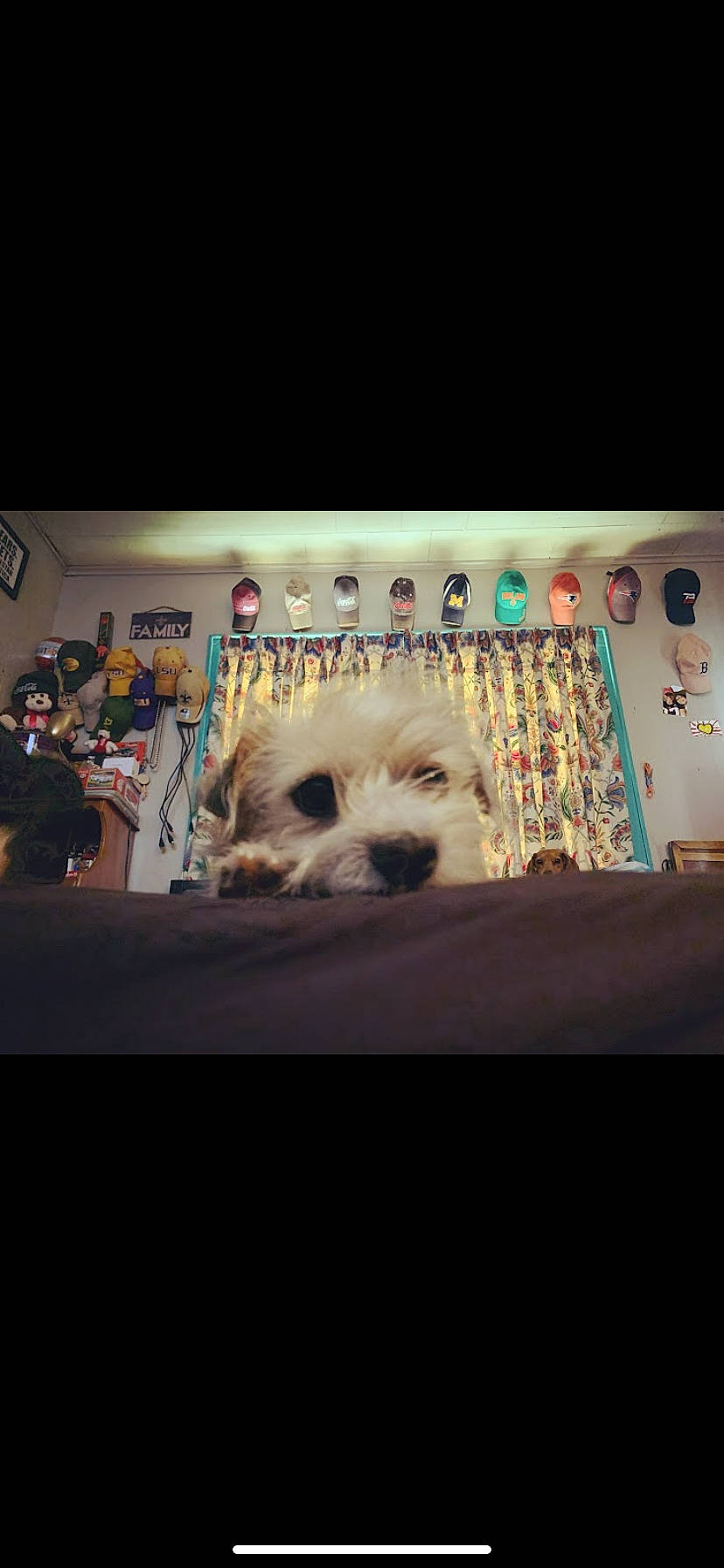 Poppi is registered to the contest to win money with this photo: canidae, carnivore, cloud, comfort, companion_dog, darkness, dog, dog_breed, flooring, font, fur, linens, room, sky, small_terrier, snout, sporting_group, toy, toy_dog, whiskers