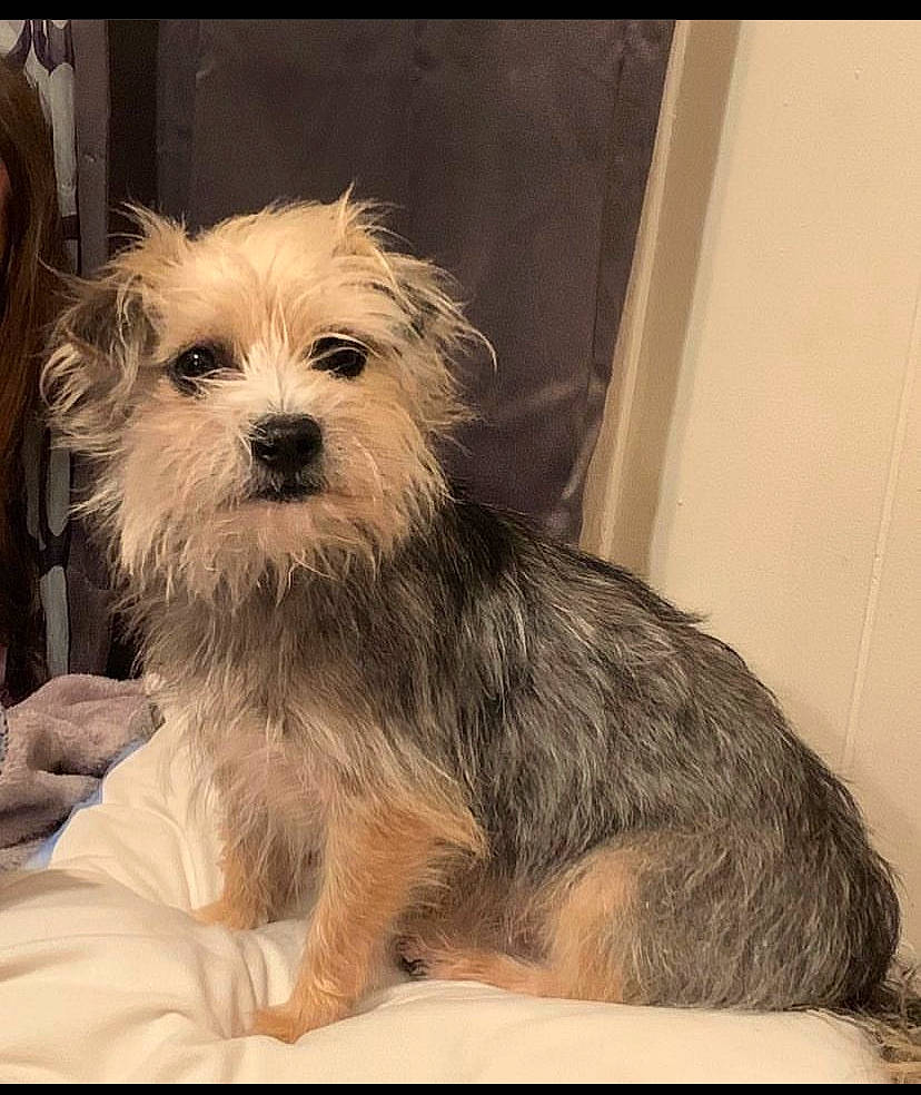 Poppi joined the competition — help win amazing prizes! australian_terrier, biewer_terrier, canidae, carnivore, companion_dog, dog, dog_breed, dog_supply, fur, liver, maltepoo, puppy_love, small_terrier, snout, sporting_group, terrier, toy_dog, working_animal, working_terrier, yorkipoo