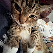 Rajah is registered to the contest to win money with this photo: cat, tabby_cat, white_paws, close_up, pet, animal, feline, fur, whiskers, person, hat, colorful_clothing, indoor, portrait, cute, looking_at_camera, domestic_animal, face, eyes, background