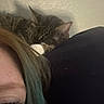 cat, tabby, sleeping, person, eye, hair, green_hair, cushion, close_up, indoor, wall, texture, pet, cozy, resting, feline, face_partial, animal, domestic_animal, relaxation