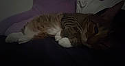 Rajah joined the competition — help win amazing prizes! animal, cat, closeup, couch, cozy, dark, dim_lighting, feline, fur, indoor, paw, pet, purple_background, quiet, relaxed, resting, sleeping, soft, tabby, whiskers