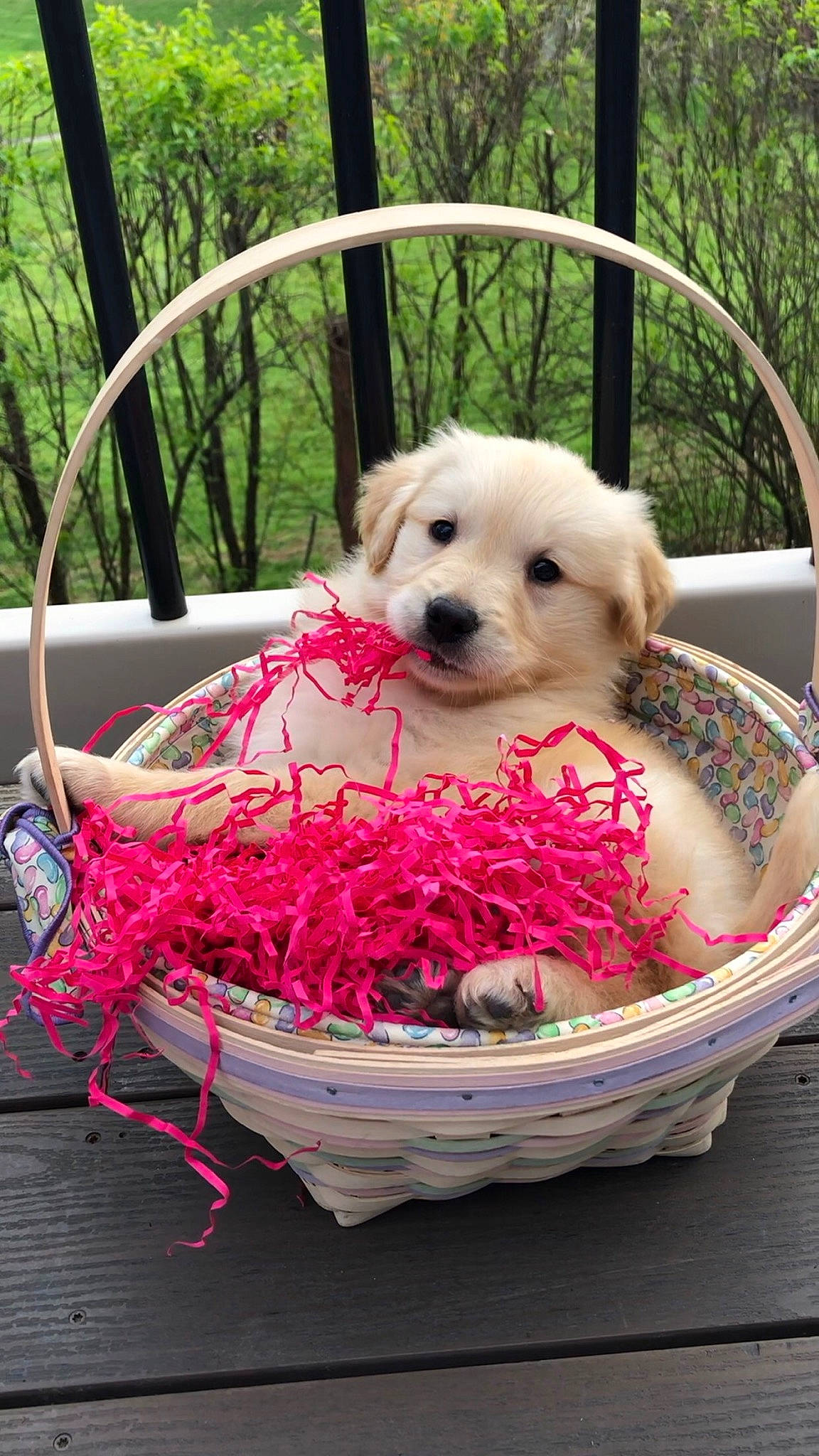 Cora is registered to the contest to win money with this photo: basket, bicycle_accessory, canidae, carnivore, companion_dog, dog, dog_breed, dog_supply, home_accessories, maltepoo, pet_supply, pink, puppy, snout, sporting_group, storage_basket, toy, toy_dog, wicker, working_animal