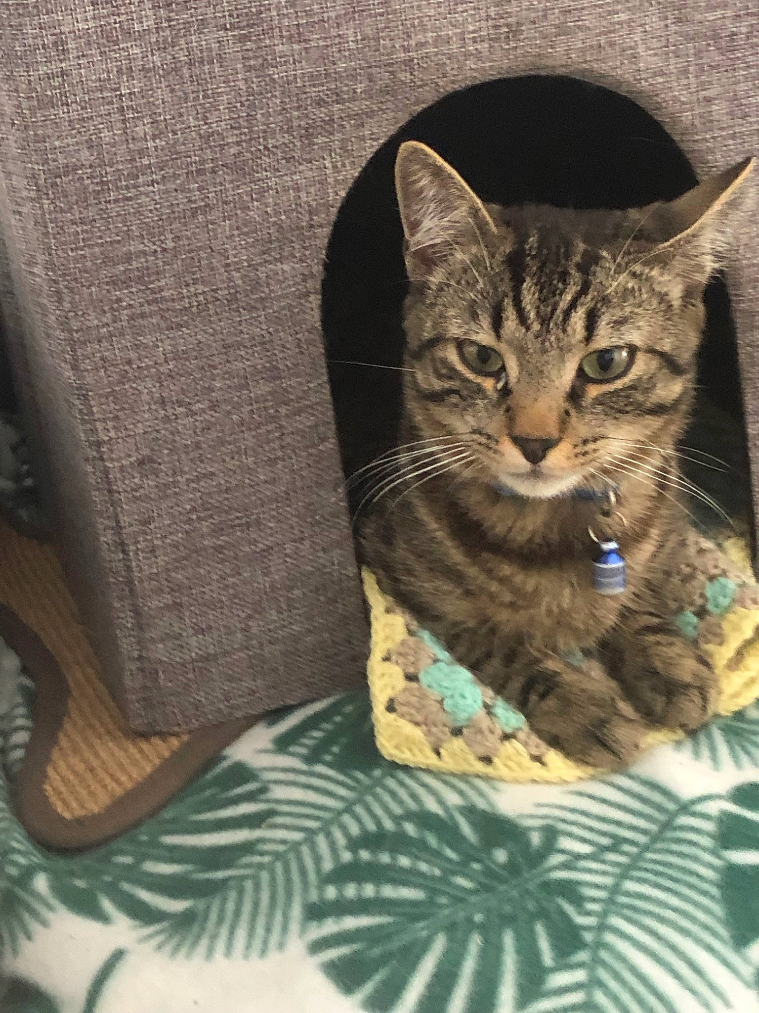 Marcus participe au concours pour gagner de l'argent avec cette photo : american_shorthair, asian, bengal, california_spangled, carnivore, cat, domestic_short_haired_cat, dragon_li, egyptian_mau, european_shorthair, felidae, kitten, mammal, ocicat, pixie_bob, small_to_medium_sized_cats, tabby_cat, toyger, whiskers, wild_cat