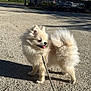 dog, pomeranian, pet, fluffy, leash, outdoor, gravel, sunlight, shadow, tongue_out, small_dog, walking, pavement, building, urban, park, bench, mountains, cute, portrait