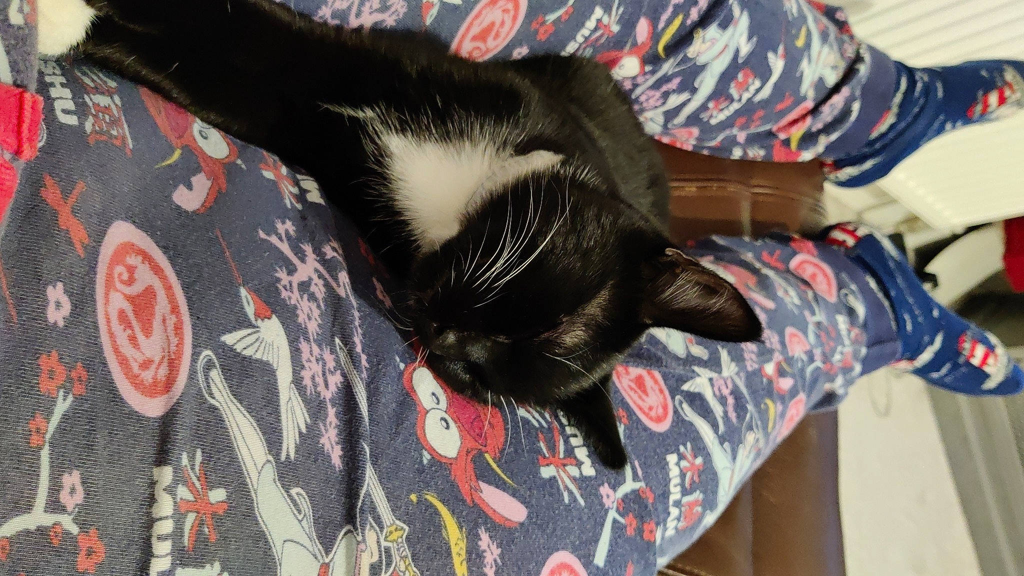 Storm joined the competition — help win amazing prizes! black_cat, canidae, carmine, carnivore, cat, claw, comfort, companion_dog, dog_breed, domestic_short_haired_cat, felidae, foot, fur, linens, pattern, small_to_medium_sized_cats, snout, sporting_group, tail, whiskers