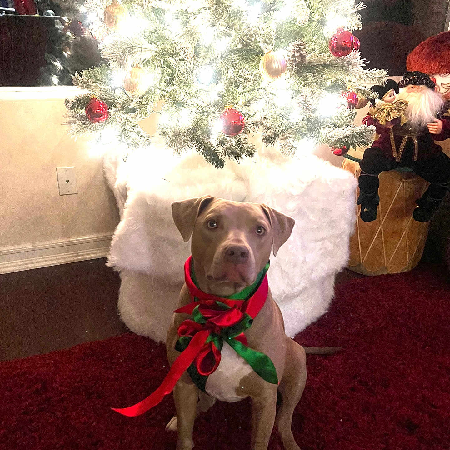 Jada joined the competition — help win amazing prizes! brown_dog, carpet, celebration, christmas_tree, cozy, decorations, dog, drum, festive, fur, holiday, indoor, lights, ornaments, pet, red_ribbon, santa_doll, sitting, white_paws, winter